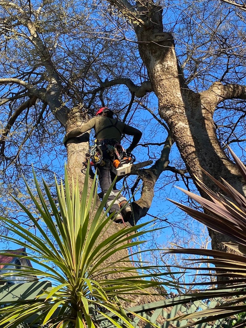 Trees Company tree services work in Marrickville