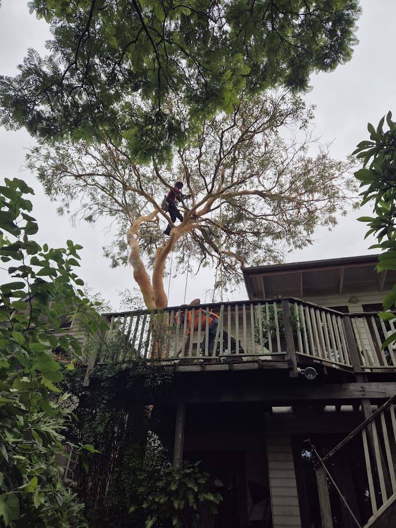 Trees Company tree services work in Marrickville
