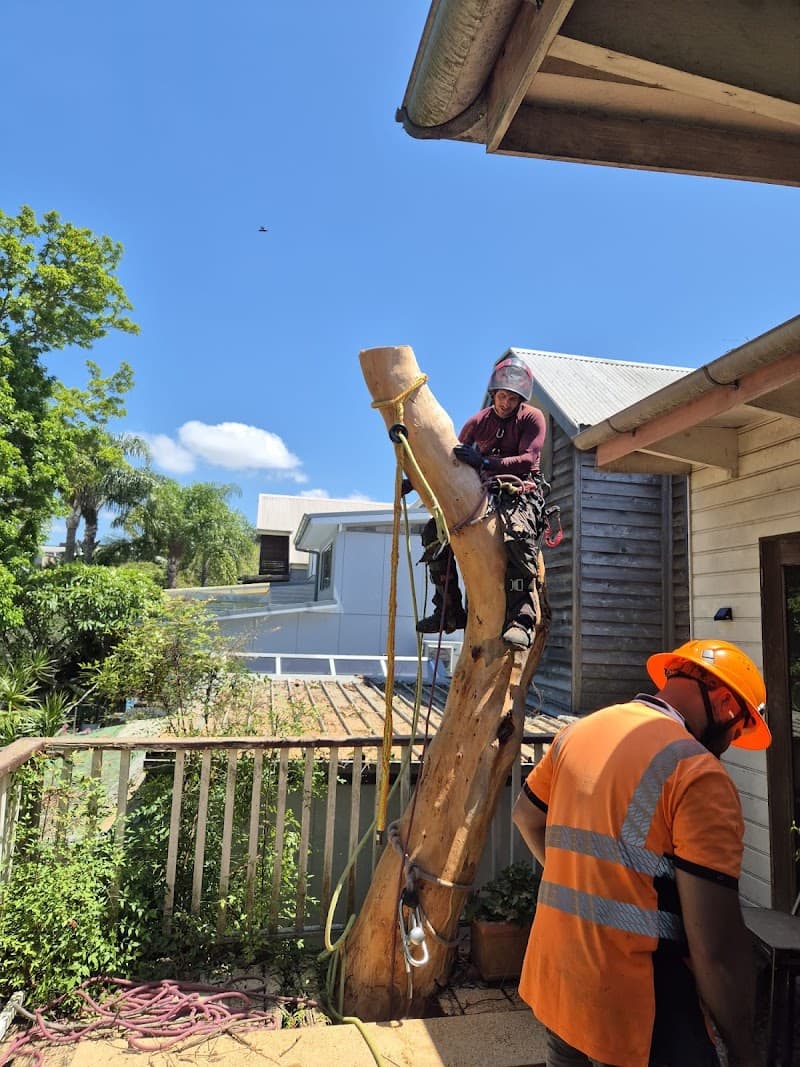 Trees Company tree services work in Marrickville
