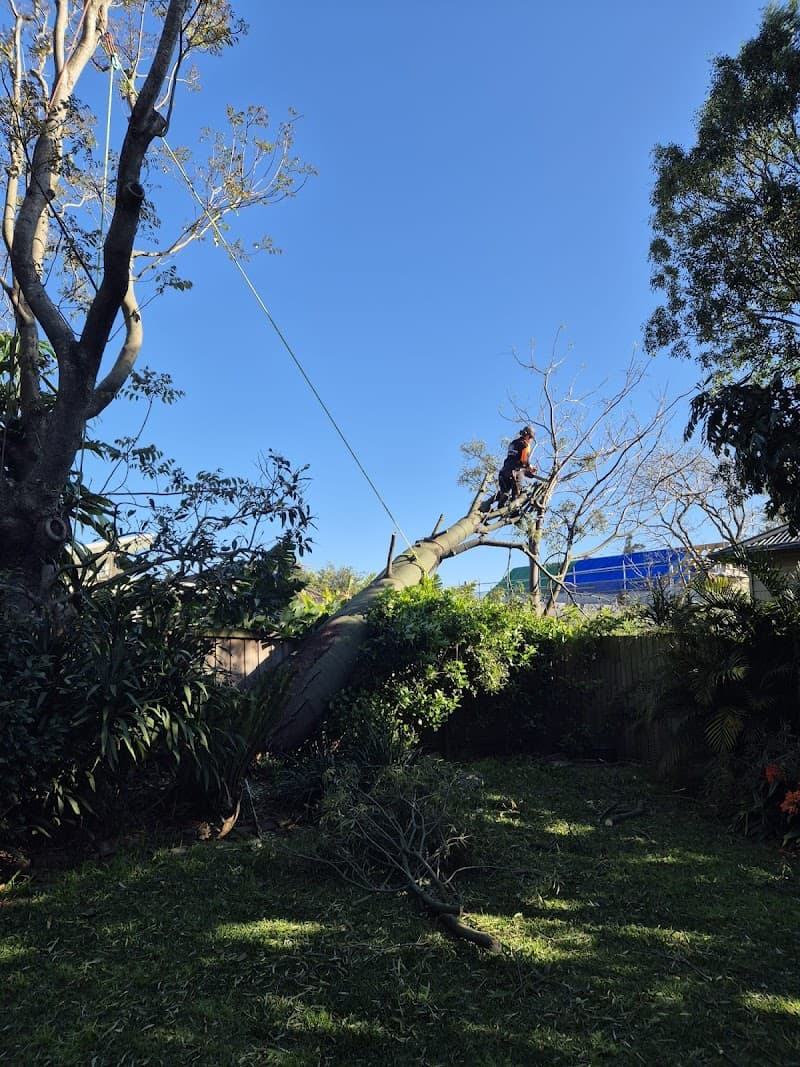 Trees Company tree services work in Marrickville
