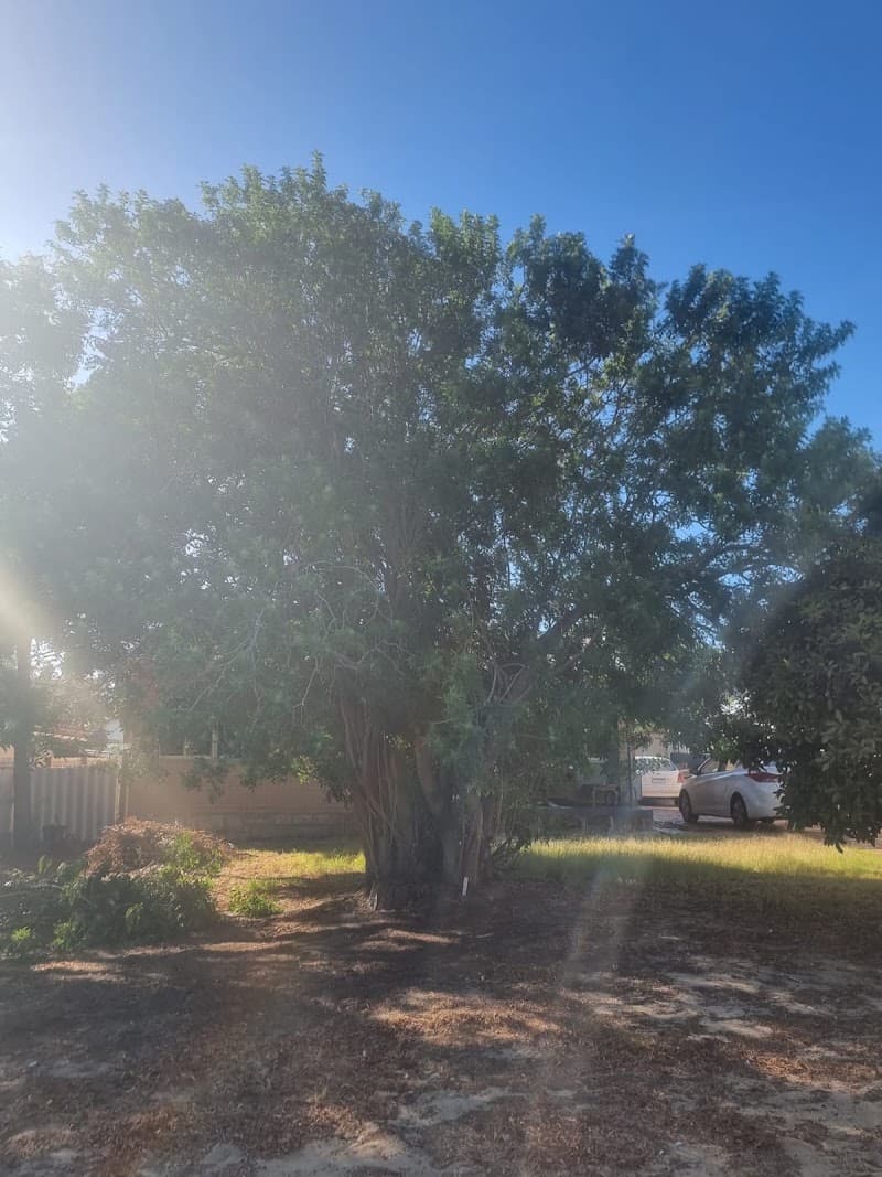 Trees Need Tree Surgeons tree services work in Success