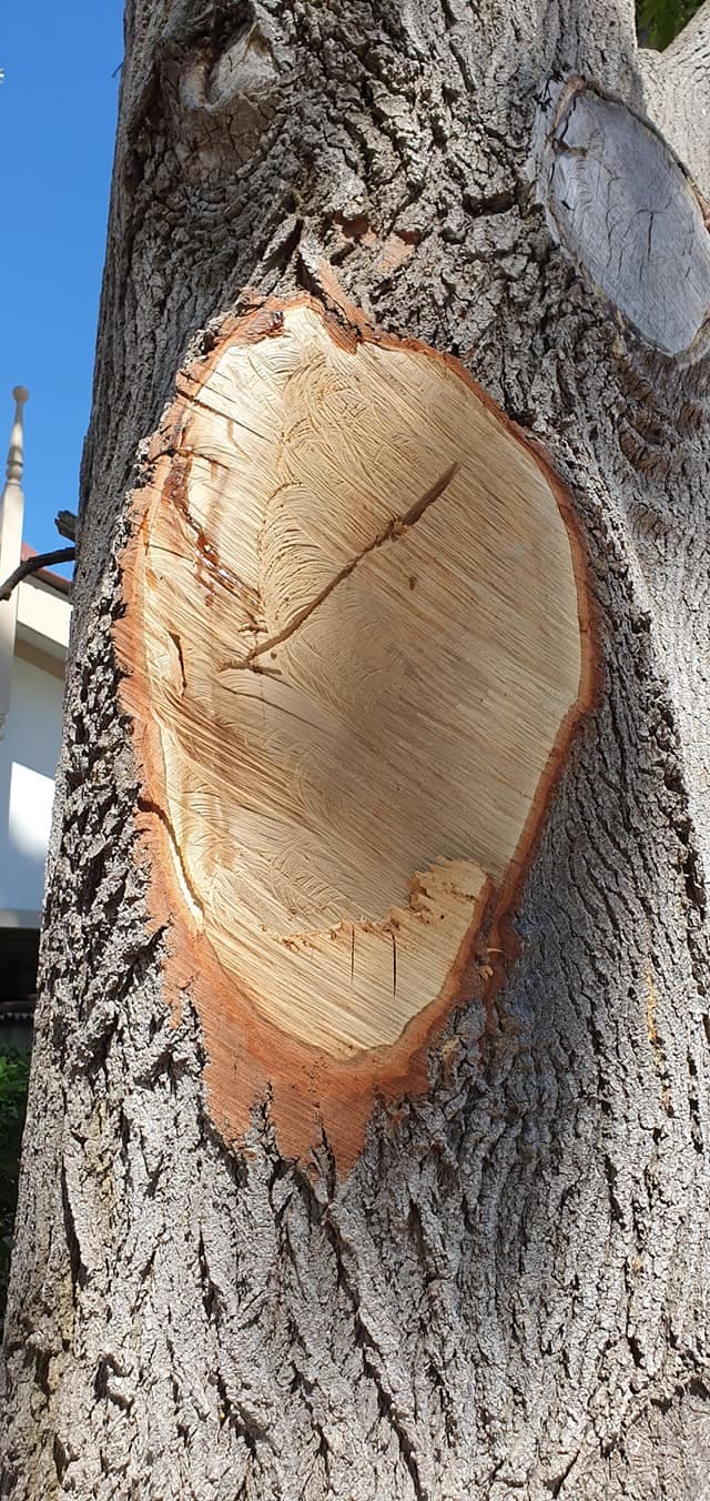 Trees Need Tree Surgeons tree services work in Success