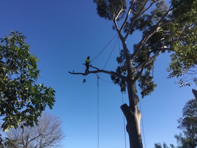 Trees Need Tree Surgeons tree services work in Success