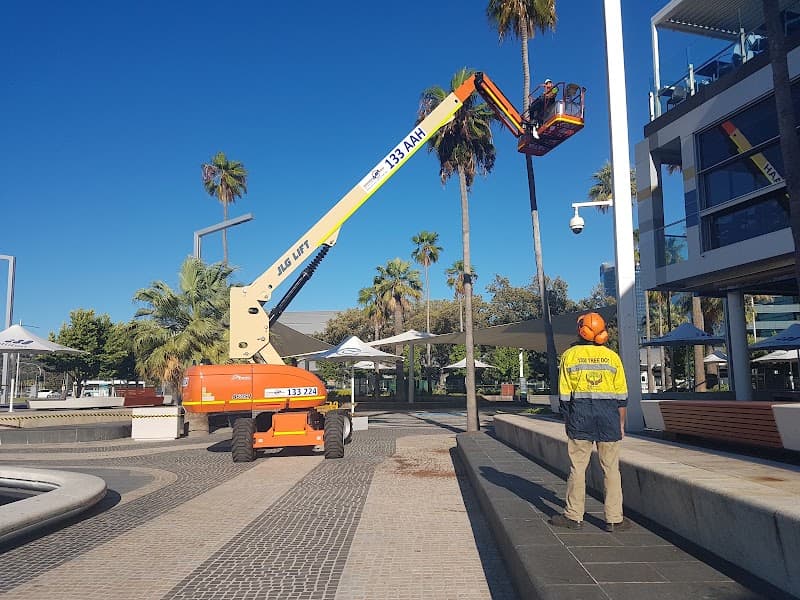 Trees Need Tree Surgeons tree services work in Success