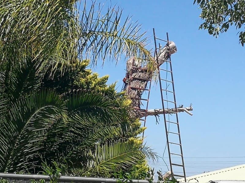 Trees Need Tree Surgeons tree services work in Success