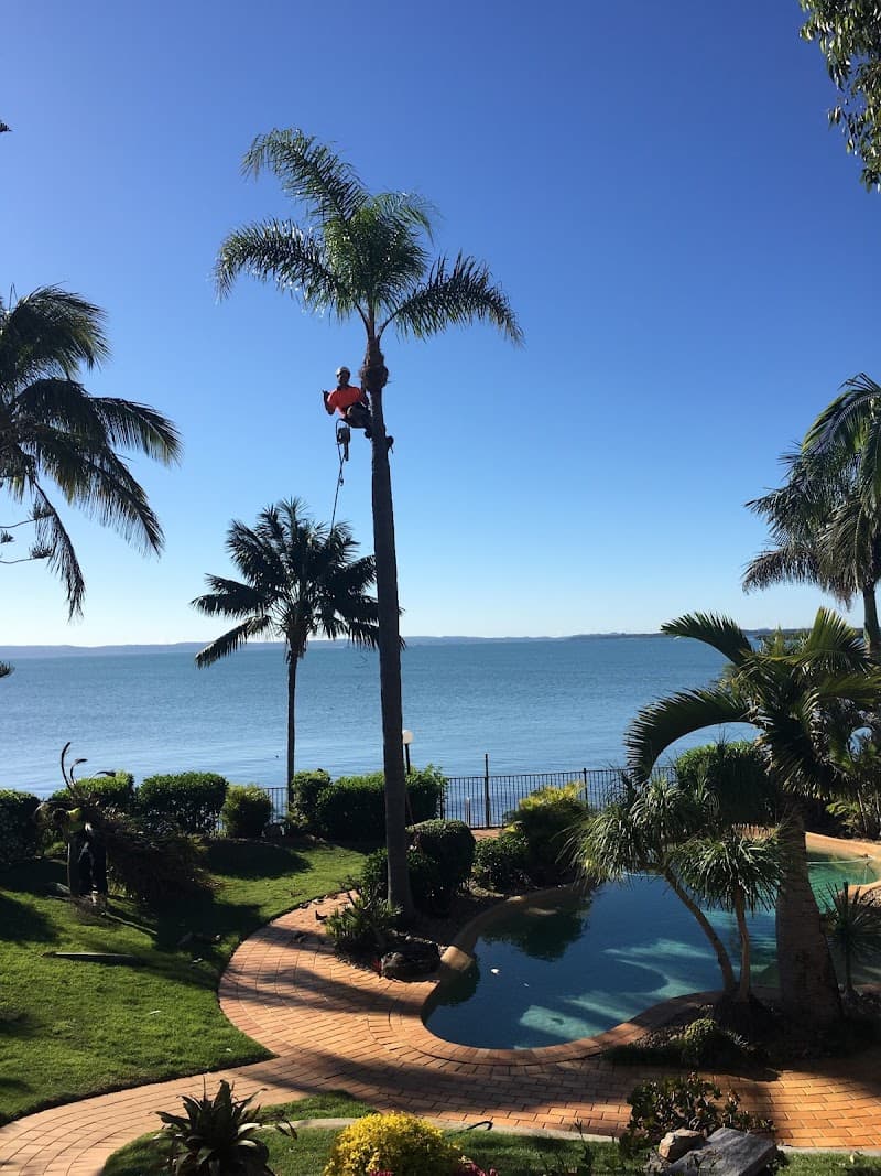 Trees Palms and Stumps tree services work in Capalaba