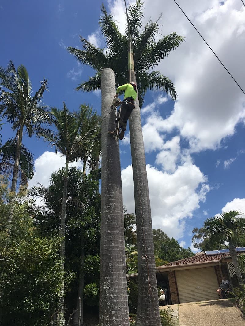 Trees Palms and Stumps tree services work in Capalaba