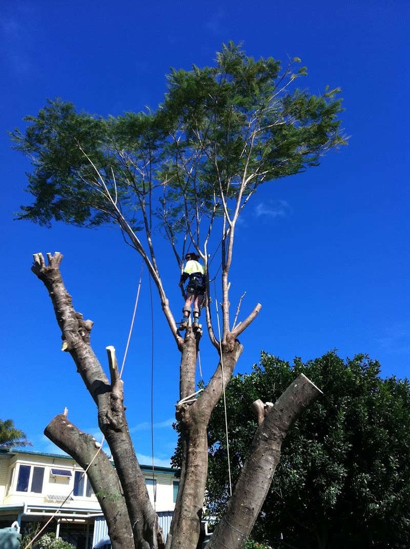 Trees Palms and Stumps tree services work in Capalaba