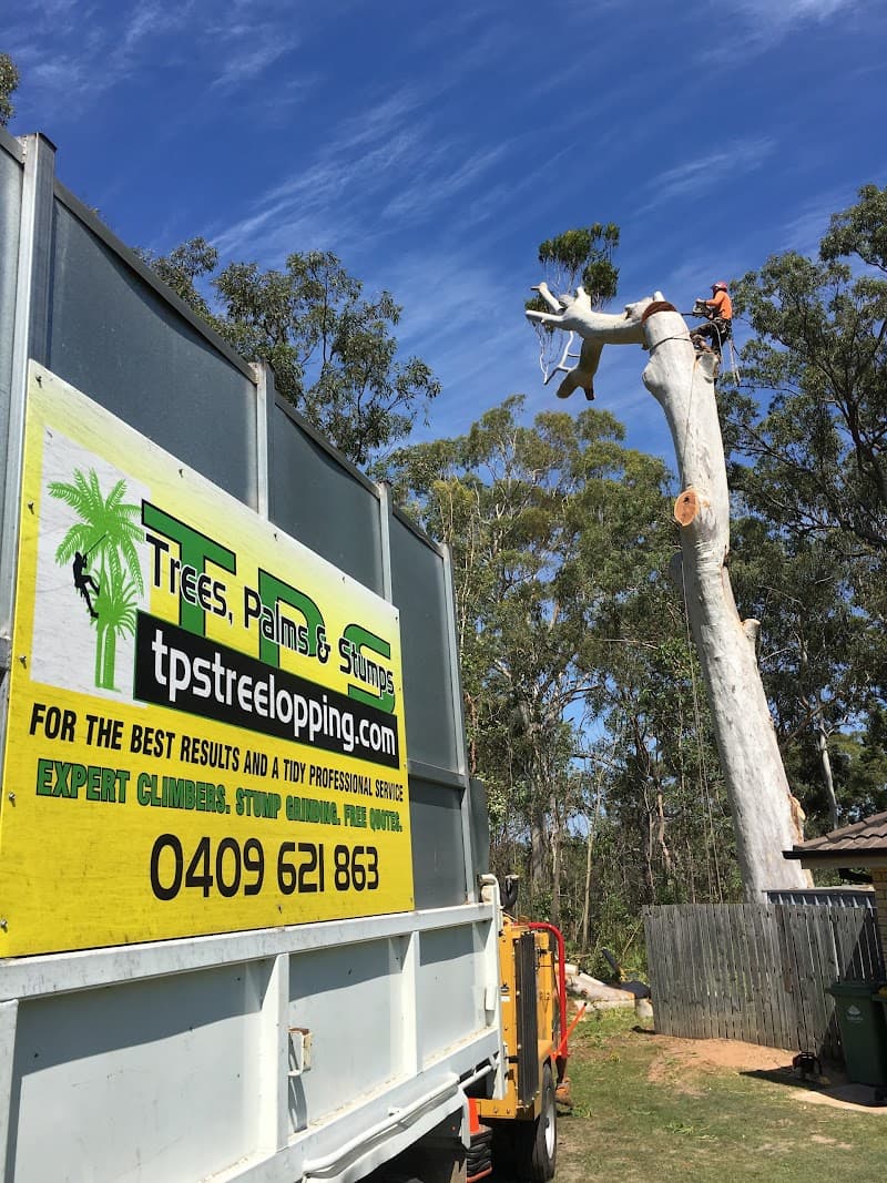 Trees Palms and Stumps tree services work in Capalaba