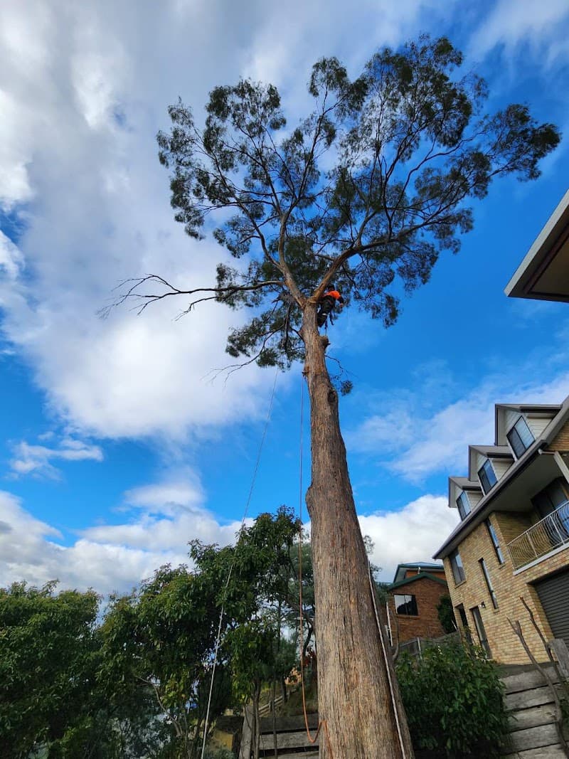 Trees R Us Tasmania tree services work in West Hobart