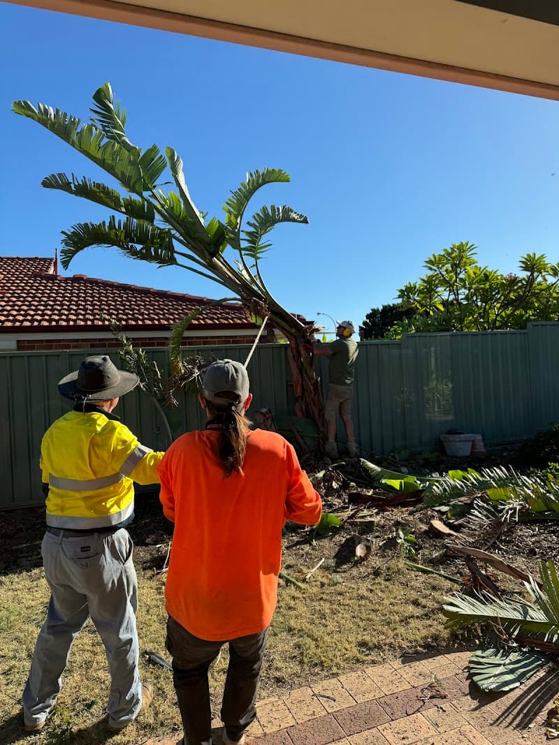 Trees WA tree services work in Churchlands