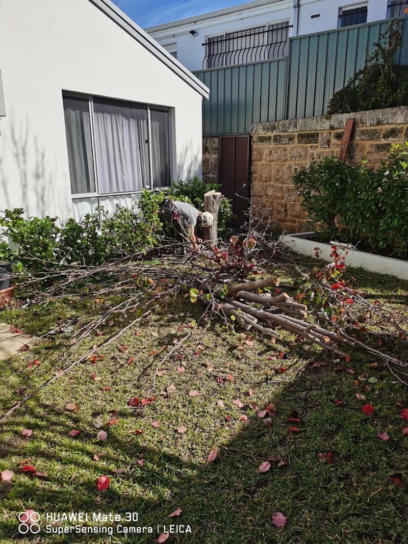 Trees WA tree services work in Churchlands