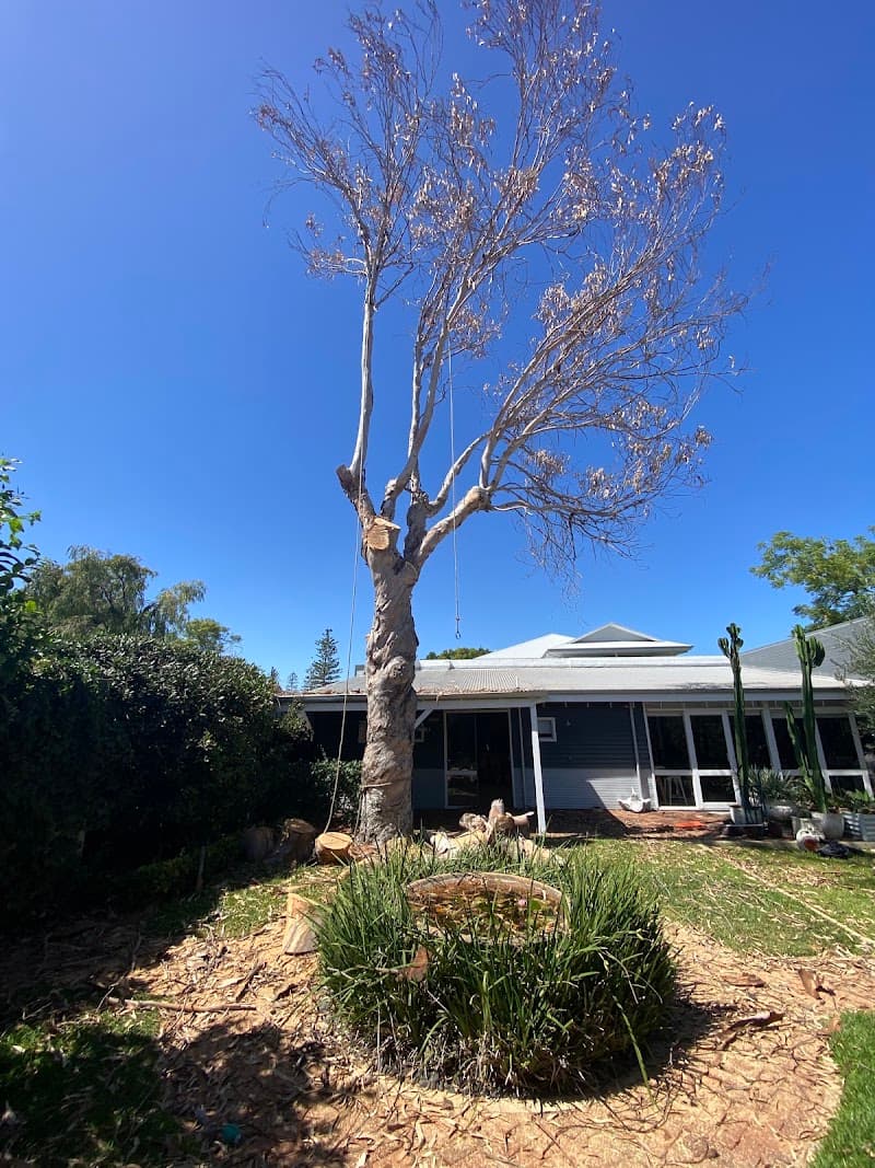 Trees WA tree services work in Churchlands