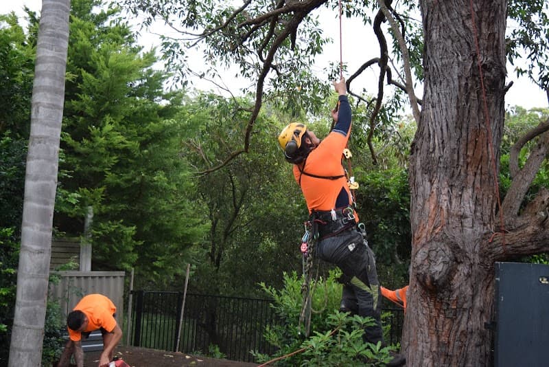 Trees With A Reason tree services work in Illawong