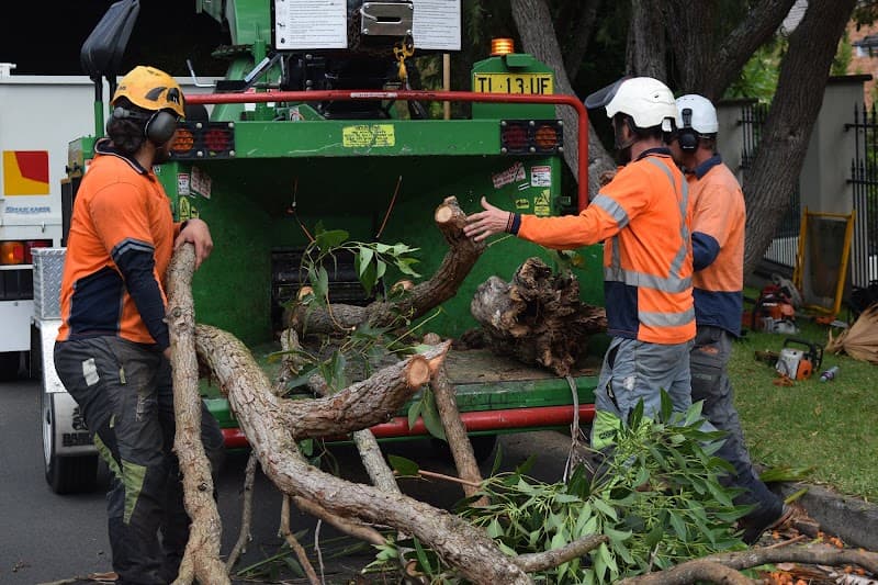 Trees With A Reason tree services work in Illawong