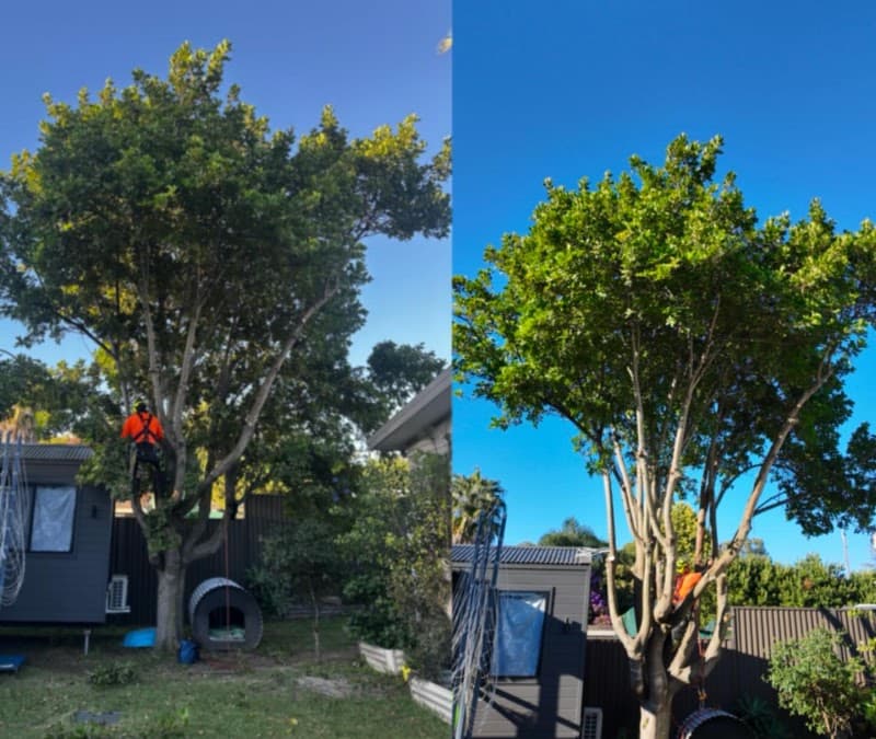 Trees With A Reason tree services work in Illawong