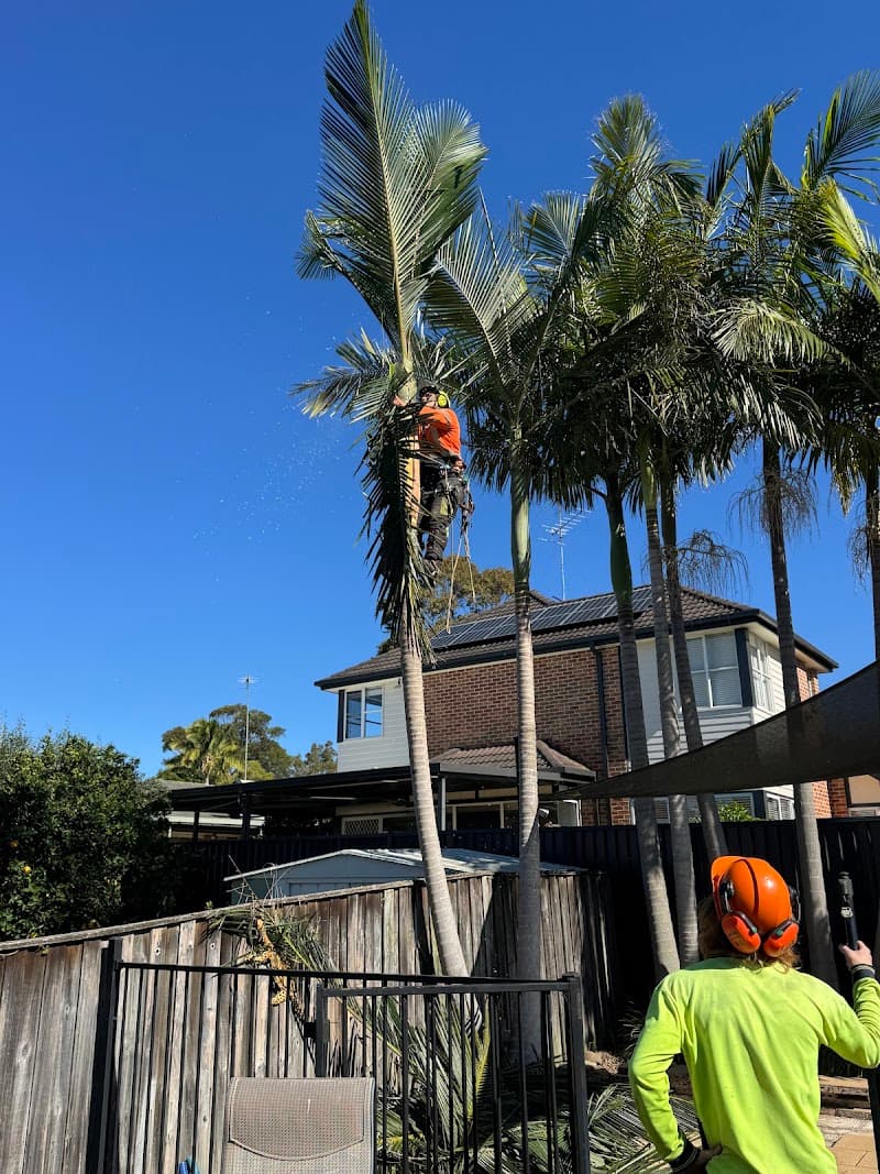 Trees With A Reason tree services work in Illawong