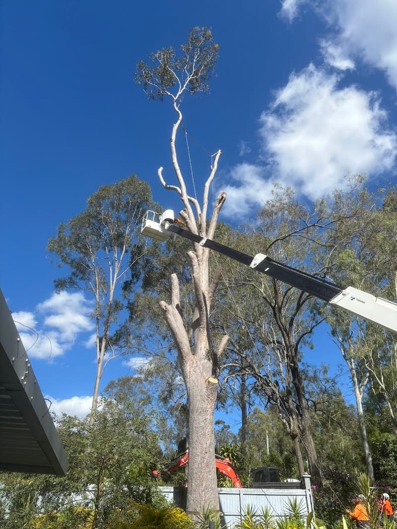 Treesafe Environmental Services tree services work in Logan Village
