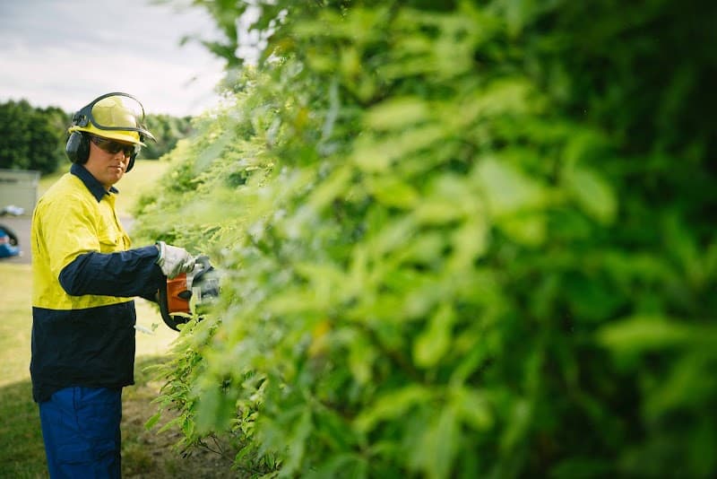 Treescape - Rockhampton tree services work in Kawana