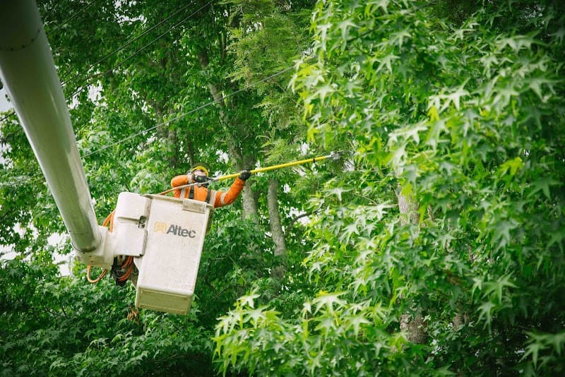 Treescape - Rockhampton tree services work in Kawana