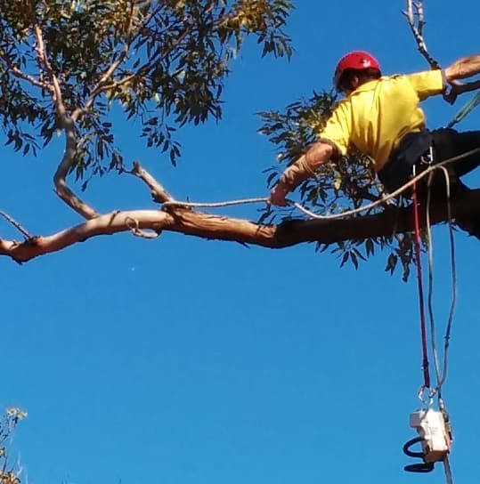 Treesmith Newcastle tree services work in Stockton