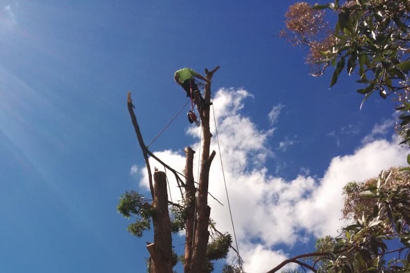 Treesmith Newcastle tree services work in Stockton