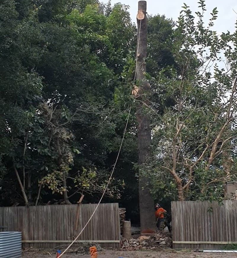 Treesmith Newcastle tree services work in Stockton