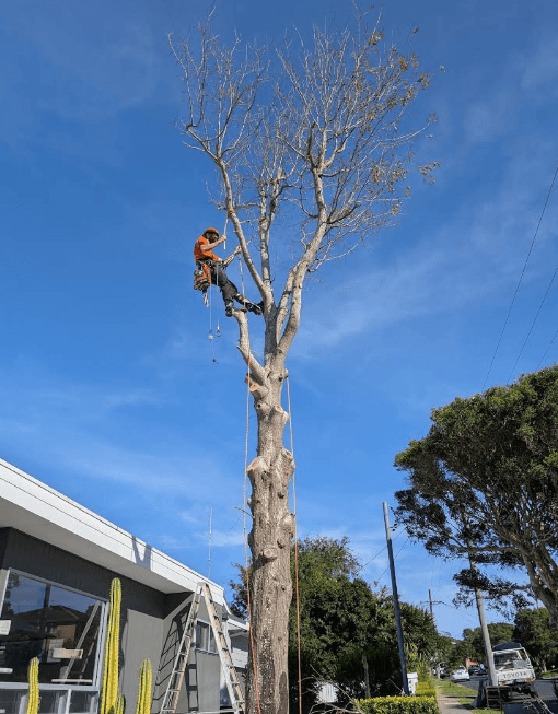 Treesmith Newcastle tree services work in Stockton