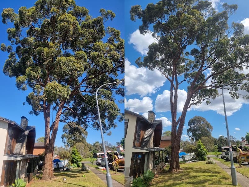 Treetech tree services and maintenance tree services work in Bidwill