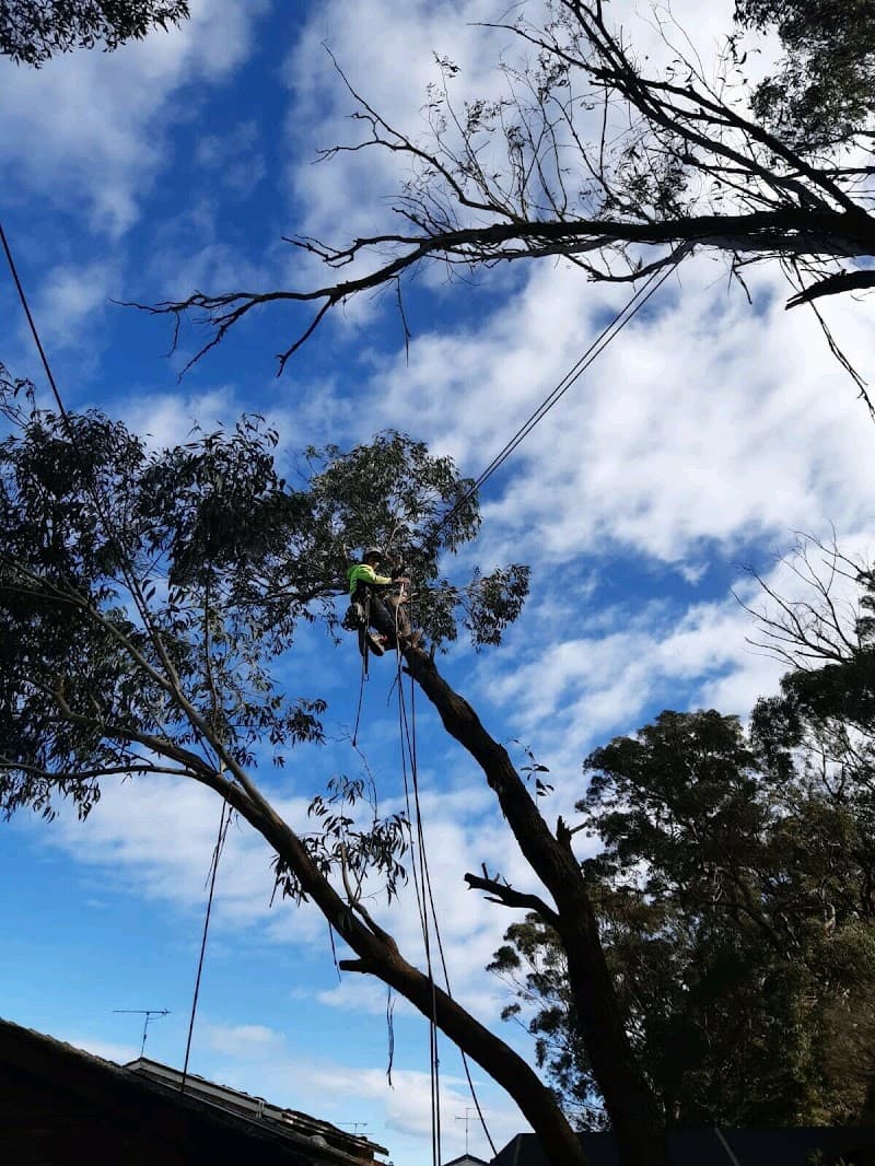 Treetech tree services and maintenance tree services work in Bidwill