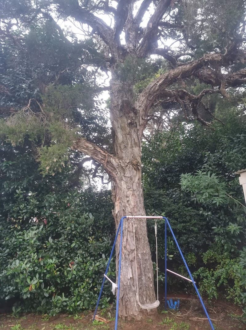 Treetech tree services and maintenance tree services work in Bidwill
