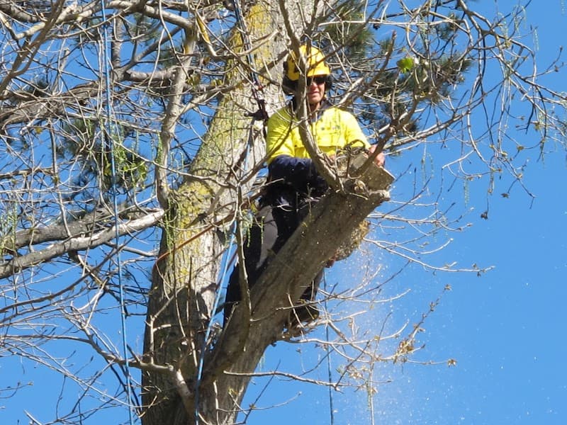 TreeWorks Canberra tree services work in Queanbeyan East
