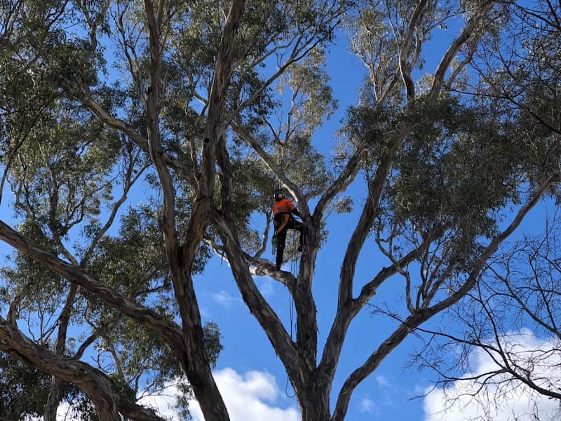 TreeWorks Canberra tree services work in Queanbeyan East