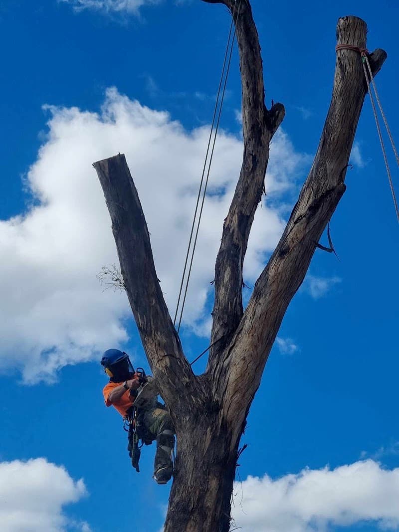 TreeWorks Canberra tree services work in Queanbeyan East