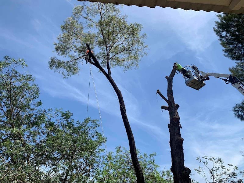 TreeWorks Canberra tree services work in Queanbeyan East
