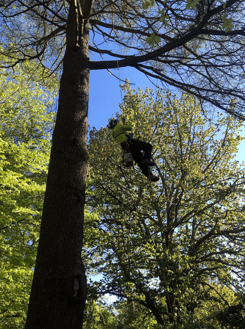 Trembath Trees tree services work in Carrum Downs