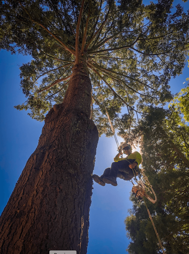 Trembath Trees tree services work in Carrum Downs