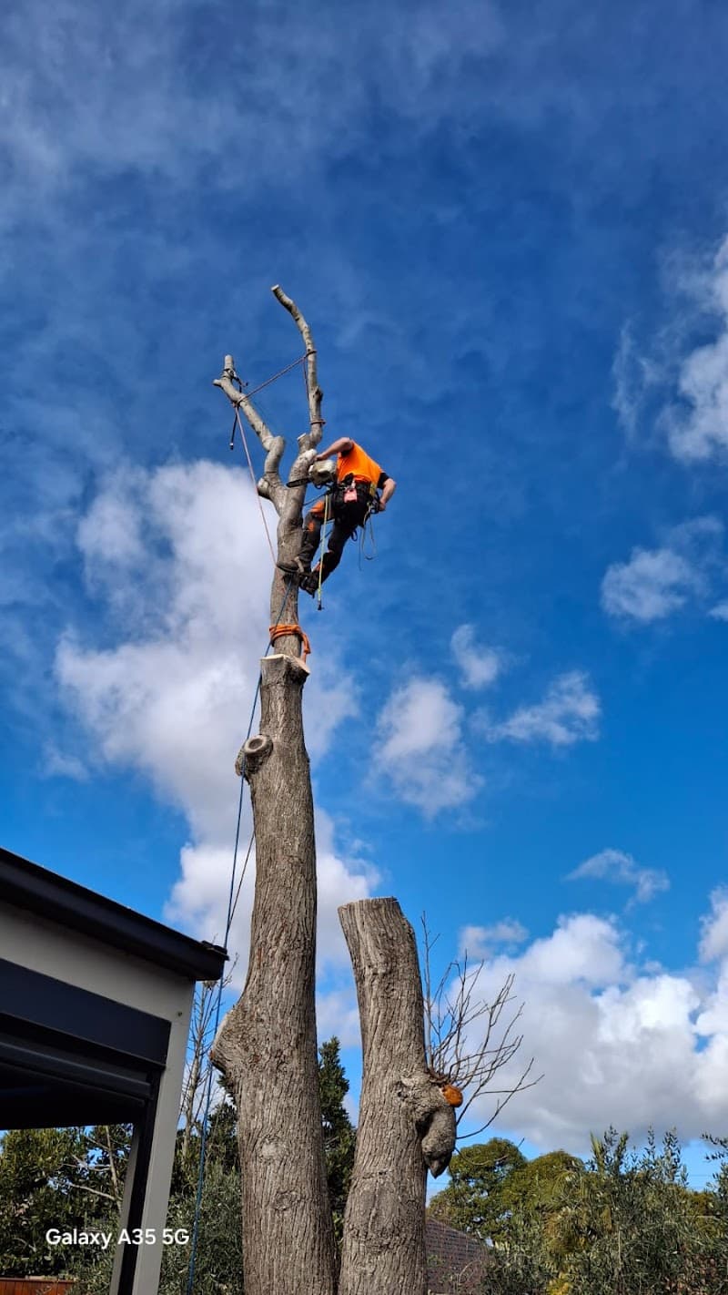 Trembath Trees tree services work in Carrum Downs