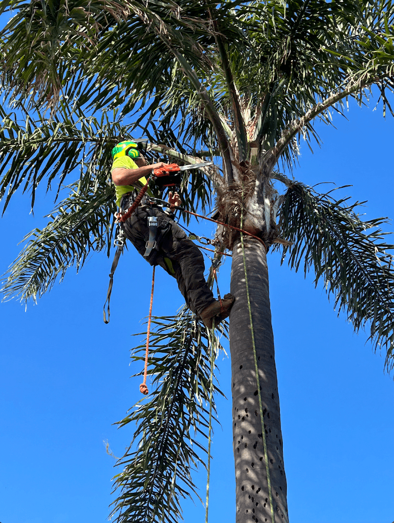 Trembath Trees tree services work in Carrum Downs