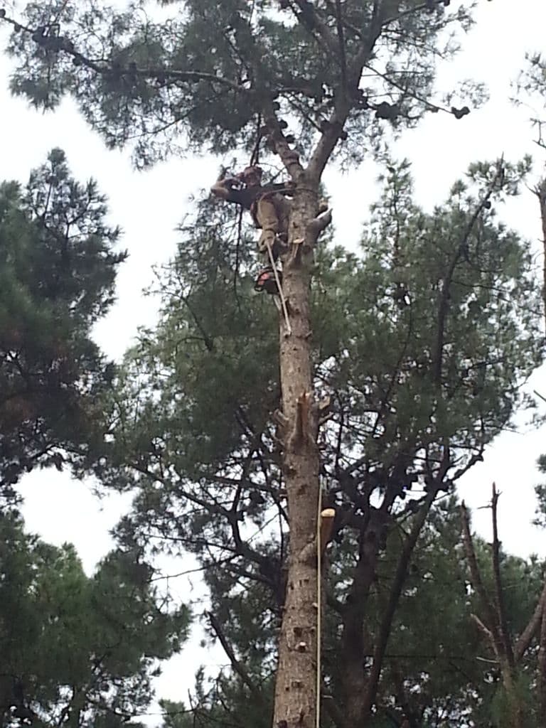 Trim Up Tree Service Pty Ltd tree services work in