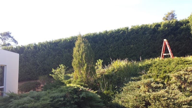 Trim Up Tree Service Pty Ltd tree services work in