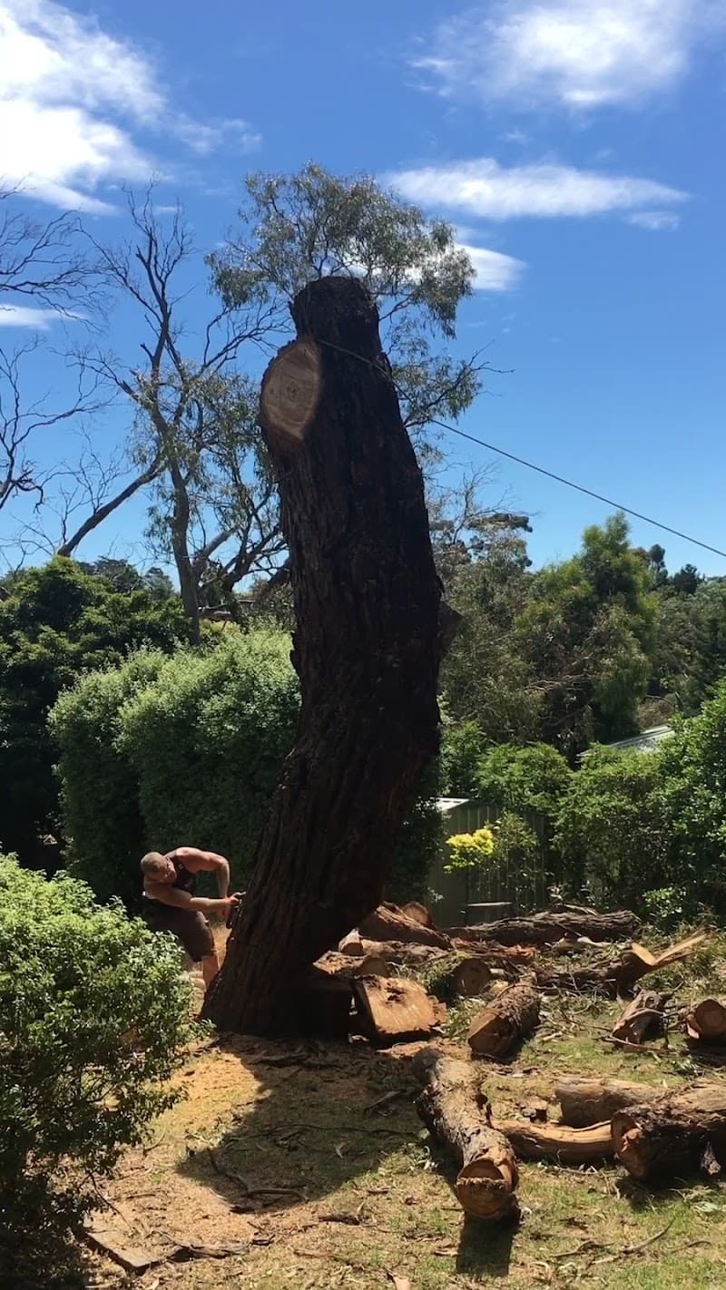 Trim Up Tree Service Pty Ltd tree services work in
