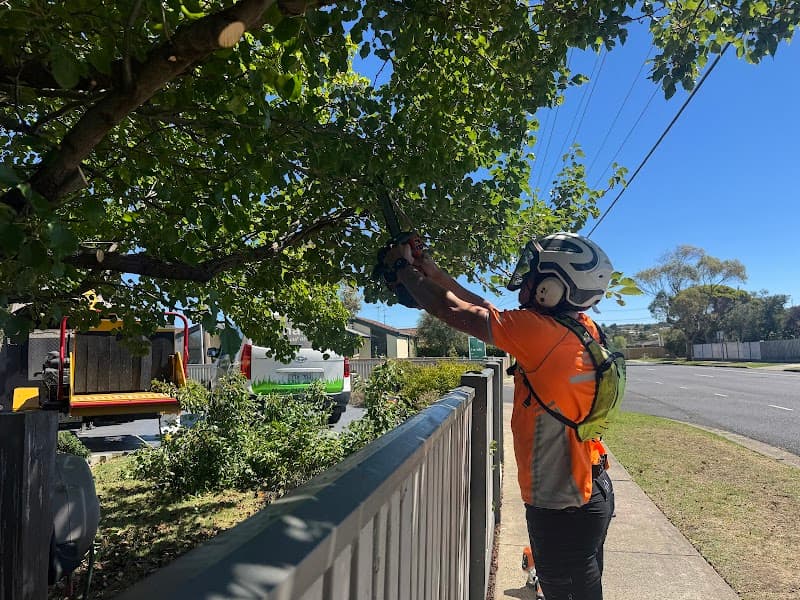 Trojan Trees Removal Services Geelong gardening work in South Geelong