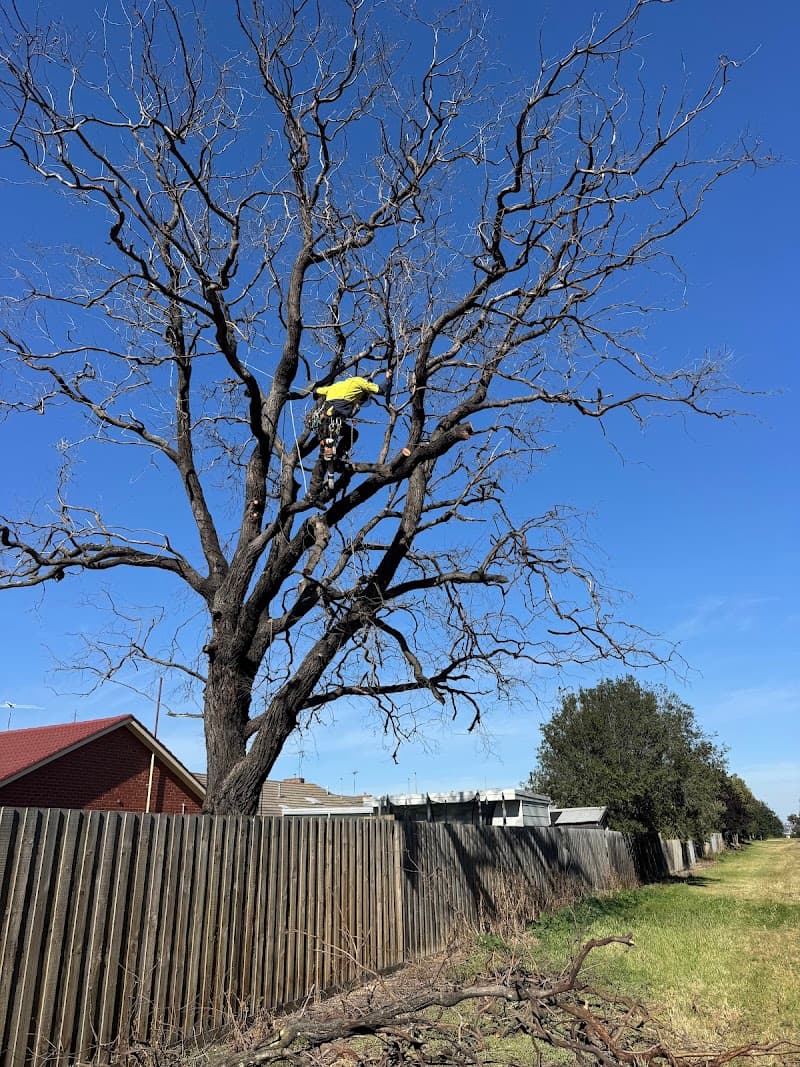 Trojan Trees Removal Services Geelong gardening work in South Geelong