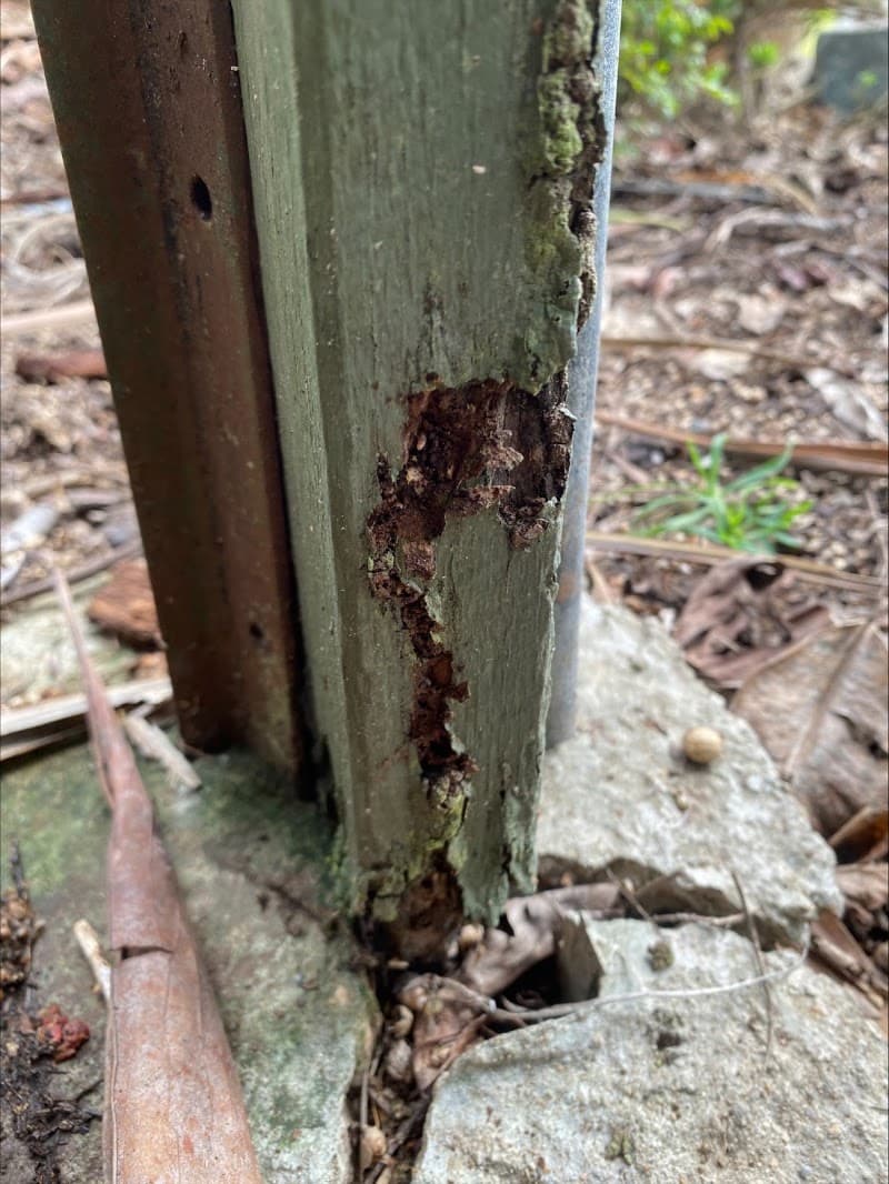Tropical Pest Control pest control work in Mackay