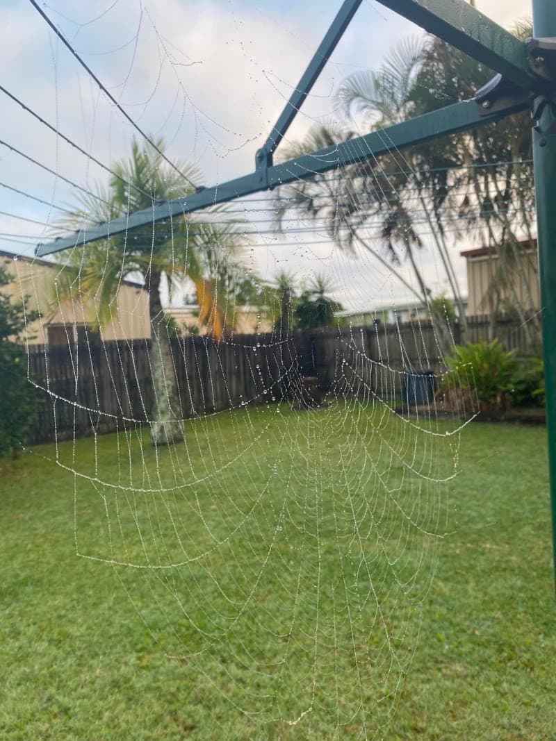 Tropical Pest Control pest control work in Mackay
