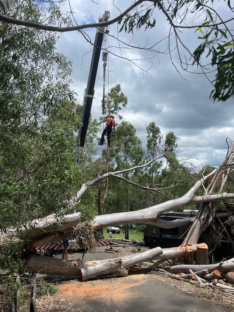 True Vine Tree Works tree services work in Karalee