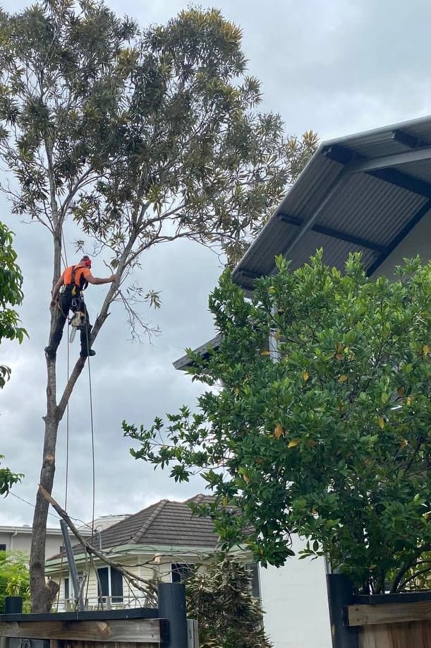 True Vine Tree Works tree services work in Karalee