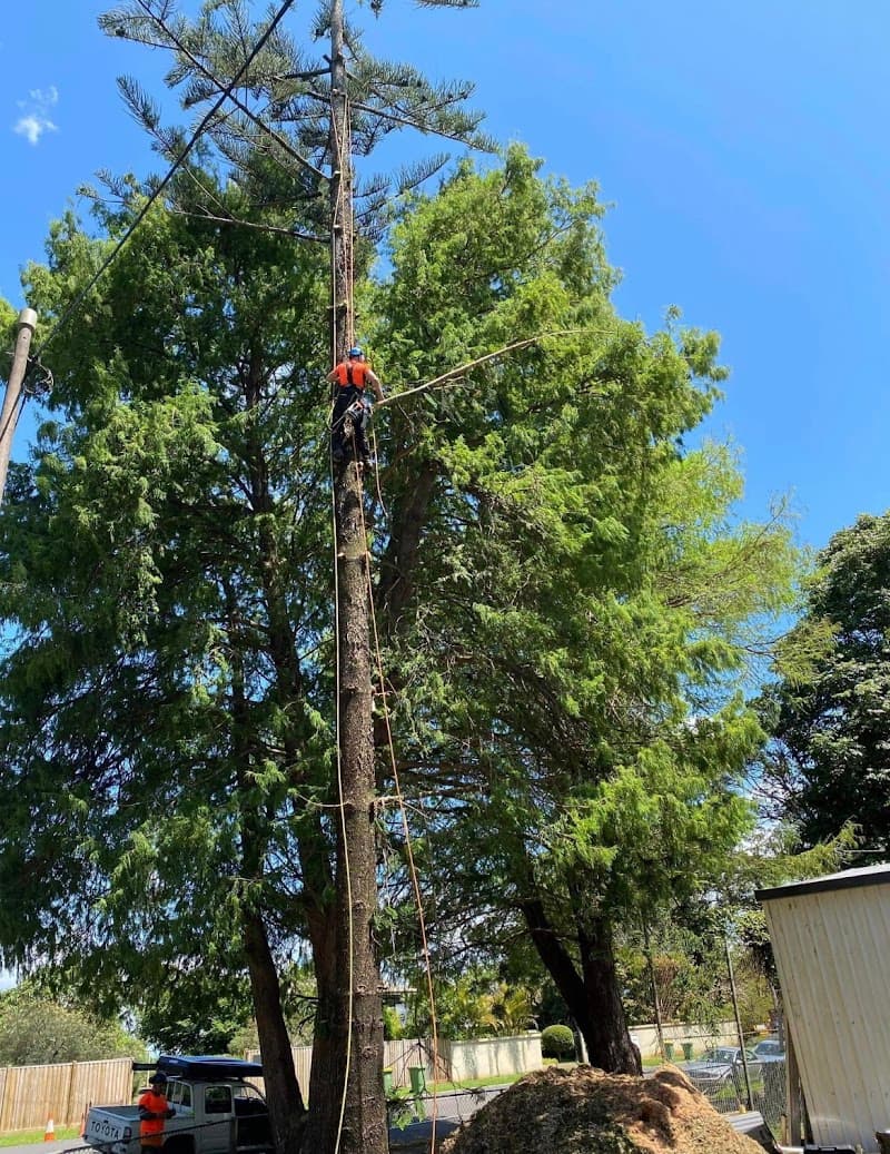 True Vine Tree Works tree services work in Karalee