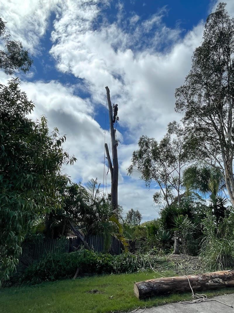 True Vine Tree Works tree services work in Karalee